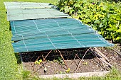 Summer sowing of lettuce