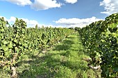 Malbec vineyard, Mendoza, Province of Mendoza, Argentina