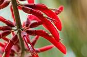 Coral Tree (Erythrina x bidwillii) flowers