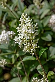 Wild privet (Ligustrum vulgare) flowers in may, Gers, France