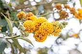 Butterfly Bush (Buddleja x weyeriana Sungold)