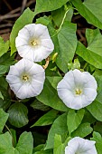 Hedge bindweed (Convolvulus sepium), Cotes-dArmor, France