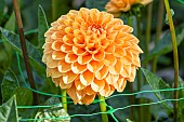 Ball Dahlia Cornel Brons, Dahlia Cornel Brons Breeder Smits (NDL) 2004, flower