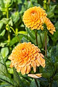 Ball Dahlia Cornel Brons, Dahlia Cornel Brons Breeder Smits (NDL) 2004, flower