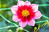 Dwarf Single-flowered dahlia Héroïne, Dahlia Héroïne Breeder : Turc (FRA) 2016, flower