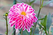 Ball Dahlia Nadezda, Dahlia Nadezda Breeder: Suchanov (RUS) 1967, flower