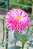 Ball Dahlia Nadezda, Dahlia Nadezda Breeder: Suchanov (RUS) 1967, flower