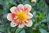 Collerette dahlia Lartigau, Dahlia Lartigau Breeder : Kneblewski 2018, flower