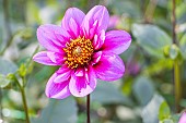 Collerette dahlia Skyfall, Dahlia Skyfall, flower