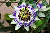 Portrait of a flower of blue passion flower