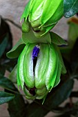 Bud a blue passion flower