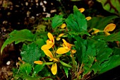 West African native Begonia (Begonia prismatocarpa)