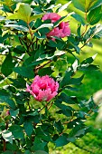 Isabelle Rivière tree peony (Paeonia suffruticosa). Obtained from Rivière in 1975), flowers