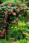 Garden scene with rose and Day lily, Moulin de la Lande, Brittany, France