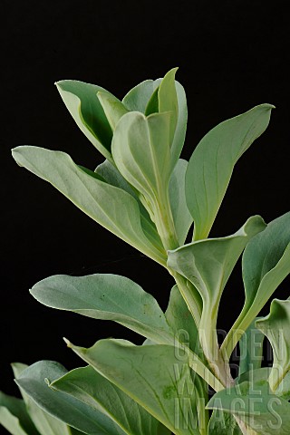 Oysterleaf_Mertansia_maritima_The_leaves_taste_like_oysters_and_are_used_in_gastronomy