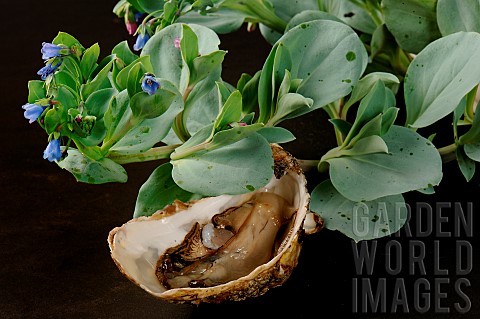 Open_Oyster_and_Oysterleaf_Mertansia_maritima_The_leaves_taste_like_oysters_and_are_used_in_gastrono