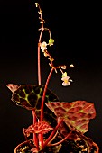 Begonia sp Trang, a new species not yet described, found in a market in Bangkok, Thailand