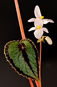 Begonia (Begonia dinhdui), leaves and flowers. Species described in 2019, native to Vietnam.