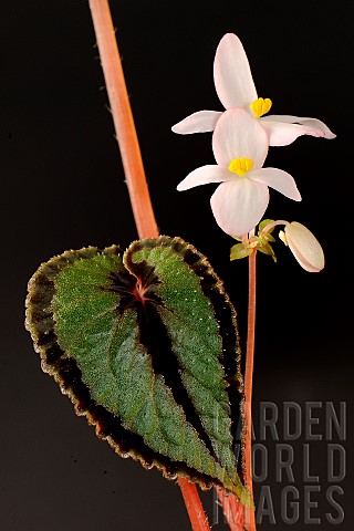 Begonia_Begonia_dinhdui_leaves_and_flowers_Species_described_in_2019_native_to_Vietnam