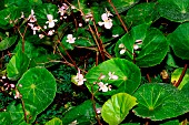 Begonia (Begonia hernandioides) native to the Philippines and described in 1911