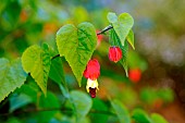 Trailing abutilon (Abutilon megapotanicum). Native to Brazil