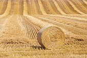 Straw roll in a field after wheat harvest, Auvergne, France