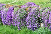 Aubrietas (Aubrieta sp) of different shades on a dry stone wall along a private garden, Auvergne, France