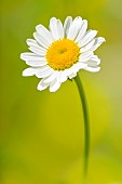 Wild Oxeyedaisy (Leucanthemum vulgare) at the edge of a path in spring, Auvergne, France