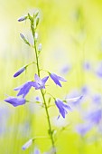 Flowers of Harebelll (Campanula rotundifolia) in a wild garden, Auvergne, France