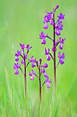 Loose-flowered orchid (Anacamptis laxiflora) in a wet meadow on a spring evening, Allier, France