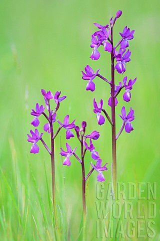 Looseflowered_orchid_Anacamptis_laxiflora_in_a_wet_meadow_on_a_spring_evening_Allier_France