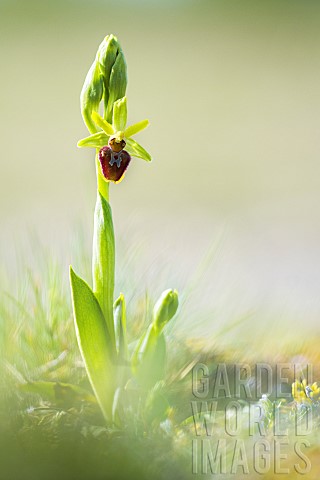 Early_Spiderorchid_Ophrys_aranifera_against_the_light_on_a_spring_evening_Auvergne_France