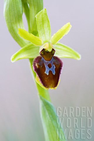 Closeup_of_a_flower_of_Early_Spiderorchid_Ophrys_aranifera_Auvergne_France