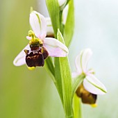 Late Spider orchid (Ophrys fuciflora) on a small path on a May evening, Auvergne, France