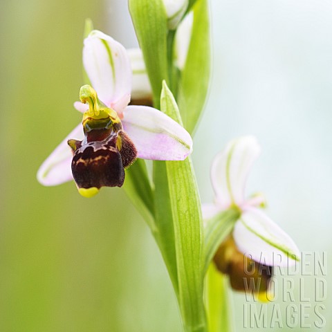 Late_Spider_orchid_Ophrys_fuciflora_on_a_small_path_on_a_May_evening_Auvergne_France