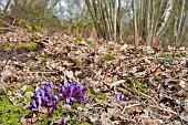 Purple Toothwort (Lathraea clandestina) in a forest in early spring, Auvergne, France