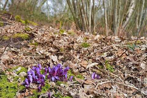 Purple_Toothwort_Lathraea_clandestina_in_a_forest_in_early_spring_Auvergne_France