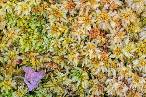 Birch_leaf_on_Sphagnum_moss_in_a_peat_bog_in_spring_Auvergne_France