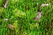 Carpet of Hair-Cap moss (Polytrichum formosum) in a forest in early spring, Auvergne, France