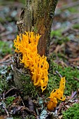Yellow staghorn fungus (Calocera viscosa) growing on a dead trunk of Silver Fir (Abies alba), Auvergne, France