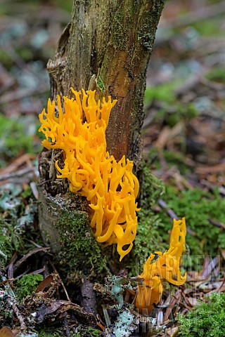 Yellow_staghorn_fungus_Calocera_viscosa_growing_on_a_dead_trunk_of_Silver_Fir_Abies_alba_Auvergne_Fr