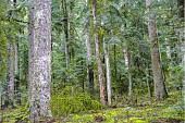 Natural regeneration of Silver Fir (Abies alba) in a secondary mid-mountain forest, Auvergne, France