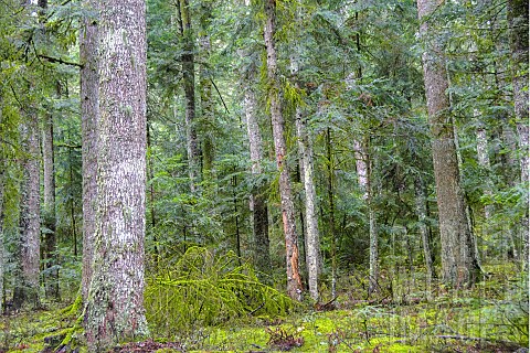 Natural_regeneration_of_Silver_Fir_Abies_alba_in_a_secondary_midmountain_forest_Auvergne_France