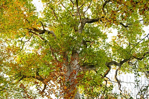 Branches_and_foliage_of_an_old_Durmast_oak_Quercus_petraea_seen_from_a_low_angle_Fort_de_Tronais_All