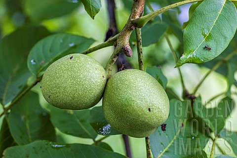 Walnuts_Juglans_regia_on_a_common_walnut_tree_Juglans_regia_in_summer_Moselle_France