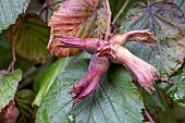 Purple hazelnuts (Corylus maxima) on the tree in summer, Moselle, France