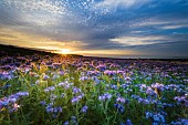 Phacelia (Phacelia sp) field at sunset, SIte des deux caps, Côte dOpale, Pas-de-Calais, France