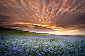 Phacelia (Phacelia sp) field at sunset, SIte des deux caps, Côte dOpale, Pas-de-Calais, France