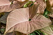 Syngonium (Syngonium podophyllum) Neon Robusta