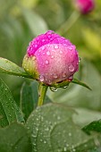 Chinese peony (Paeonia lactiflora) flower bud with raindrops